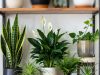 Natural Air Purifier: DIY Plants Setup for Cleaner Indoor Air. 🌿✨ A curated shelf display featuring the top 5 air-purifying plants: Snake Plant, Spider Plant, Peace Lily, Boston Fern, and English Ivy.