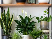 Natural Air Purifier: DIY Plants Setup for Cleaner Indoor Air. 🌿✨ A curated shelf display featuring the top 5 air-purifying plants: Snake Plant, Spider Plant, Peace Lily, Boston Fern, and English Ivy.