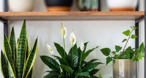 Natural Air Purifier: DIY Plants Setup for Cleaner Indoor Air. 🌿✨ A curated shelf display featuring the top 5 air-purifying plants: Snake Plant, Spider Plant, Peace Lily, Boston Fern, and English Ivy.
